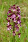 Orchis purpurea