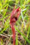 Serapias vomeracea