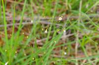 Linum catharticum