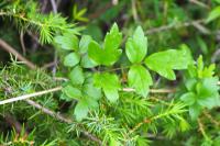 Clematis vitalba