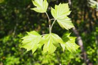 Torminalis glaberrima