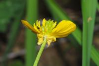 Ranunculus bulbosus