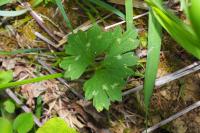 Ranunculus bulbosus