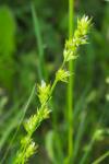 Carex divulsa