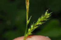 Carex sylvatica
