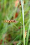 Carex flacca