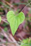 Dioscorea communis