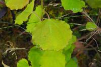 Populus tremula