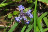 Ajuga reptans