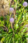 Globularia bisnagarica