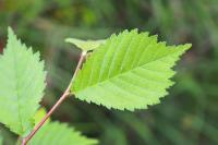 Ulmus minor