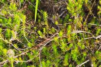 Erica vagans