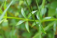 Rubia peregrina