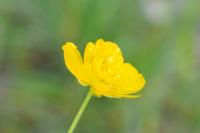 Ranunculus acris