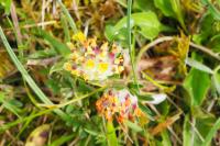 Anthyllis vulneraria