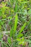 Plantago lanceolata