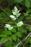 Dactylis glomerata