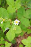 Fragaria vesca