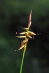Carex pulicaris
