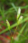 Danthonia decumbens