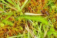 Trocdaris verticillatum