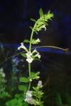 Clinopodium nepeta