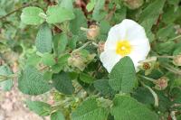 Cistus salviifolius