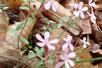 Saponaria ocymoides