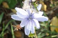 Cichorium intybus
