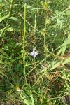 Cichorium intybus