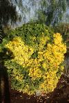 Euonymus japonicus