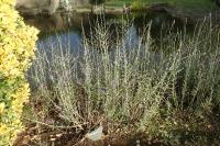 Salvia