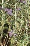 Salvia