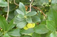 Arbutus unedo