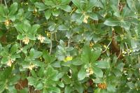 Arbutus unedo