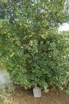 Arbutus unedo
