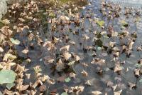 Nelumbo nucifera