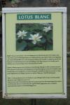 Nelumbo nucifera