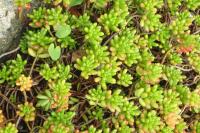 Sedum album