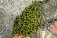 Sedum album