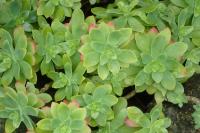 Sedum palmeri