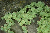 Sedum palmeri