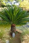 Cycas revoluta