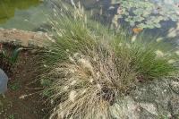 Cenchrus alopecuroides