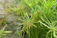 Cyperus alternifolius