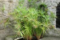 Cyperus alternifolius