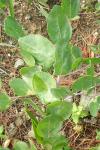 Capparis spinosa