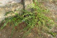 Capparis spinosa
