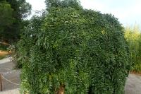 Styphnolobium japonicum