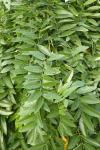 Styphnolobium japonicum